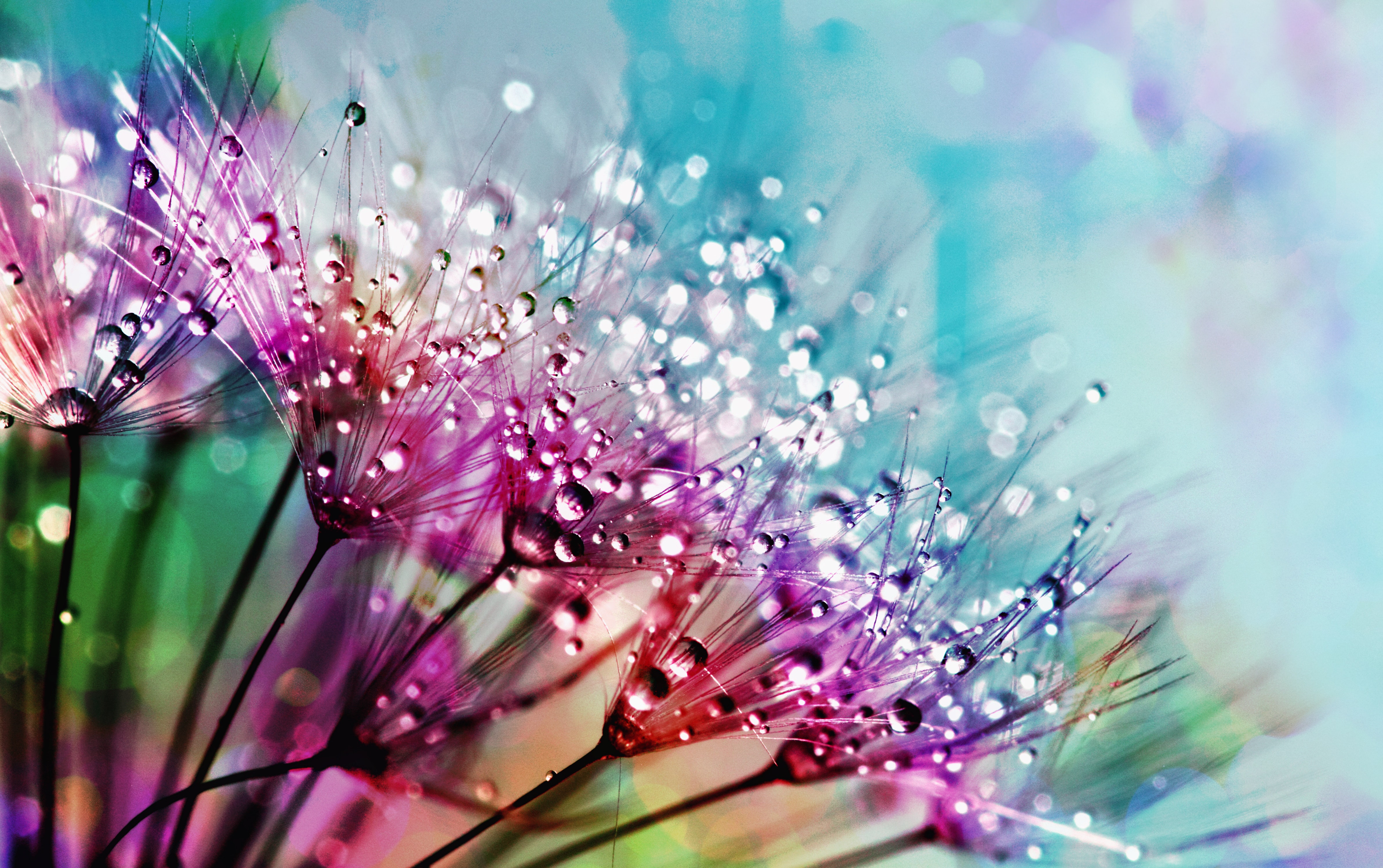 beautiful-blur-blurred-background-794494 Bachove cvijetne kapi - Soul Art